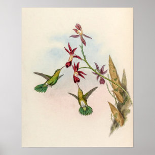 Poster Colibris vintage par John Gould