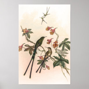 Poster Colibris vintage par John Gould