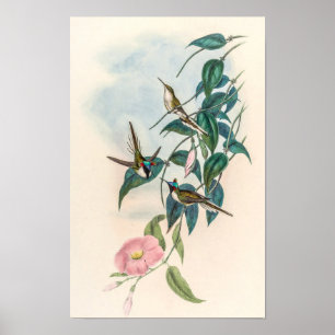 Poster Colibris vintage par John Gould