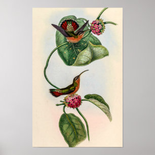 Poster Colibris vintage par John Gould