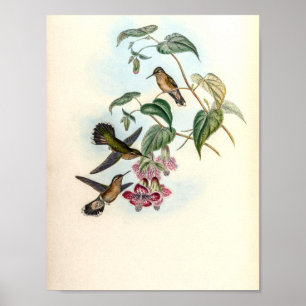 Poster Colibris vintage par John Gould