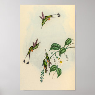 Poster Colibris vintage par John Gould