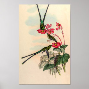 Poster Colibris vintage par John Gould