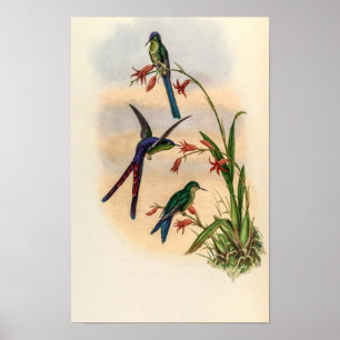 Poster Colibris vintage par John Gould