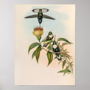 Poster Colibris vintage par John Gould