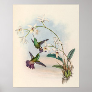 Poster Colibris vintage par John Gould