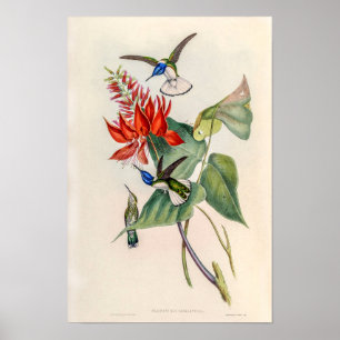 Poster Colibris vintage par John Gould