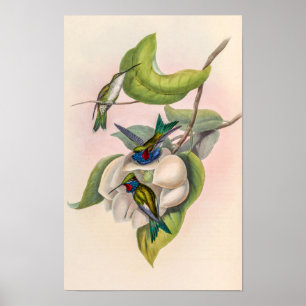 Poster Colibris vintage par John Gould