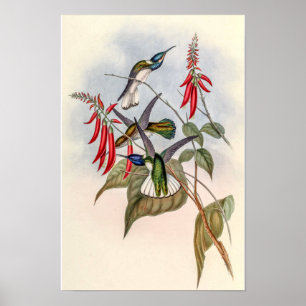 Poster Colibris vintage par John Gould