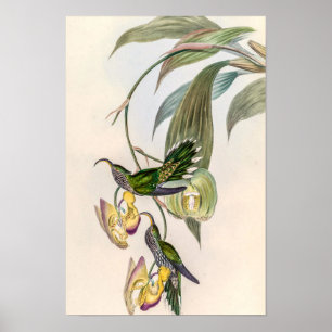 Poster Colibris vintage par John Gould