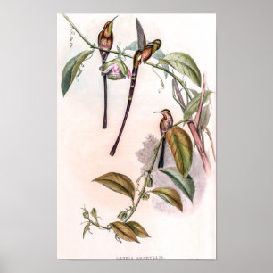Poster Colibris vintage par John Gould