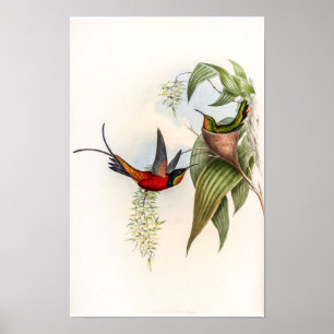 Poster Colibris Vintage Topaza Pyra par John Gould