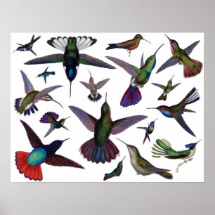 Poster Colibris vintages