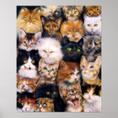 Poster Collage de chats (Devant)
