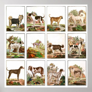 Poster Collage de chiens de style vintage