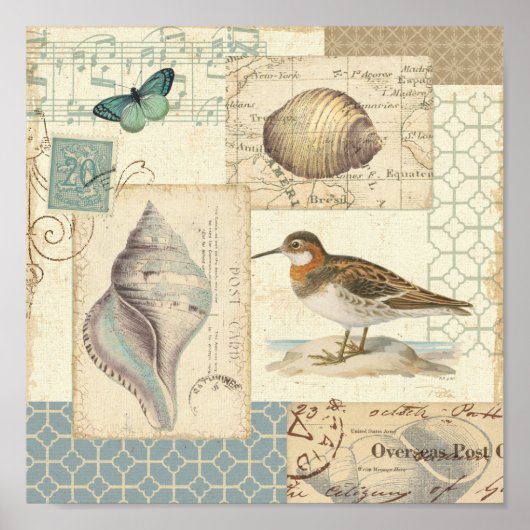 Poster Collage de coquillages (Devant)