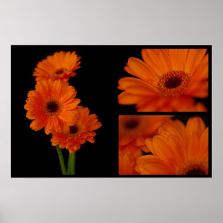 Poster Collage de gerbera