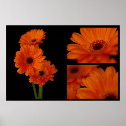 Poster Collage de gerbera (Devant)