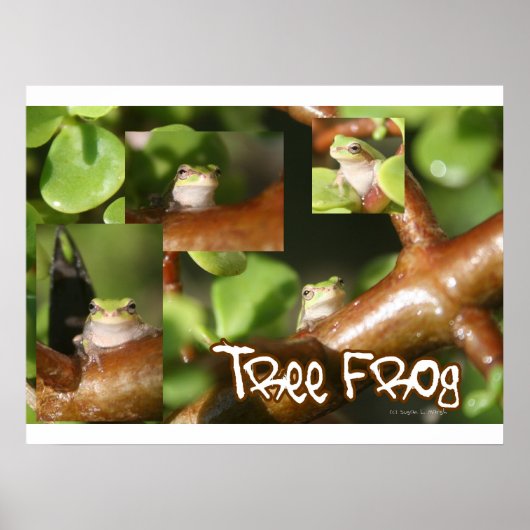 Poster Collage de grenouilles d'arbre, même grenouille di (Devant)