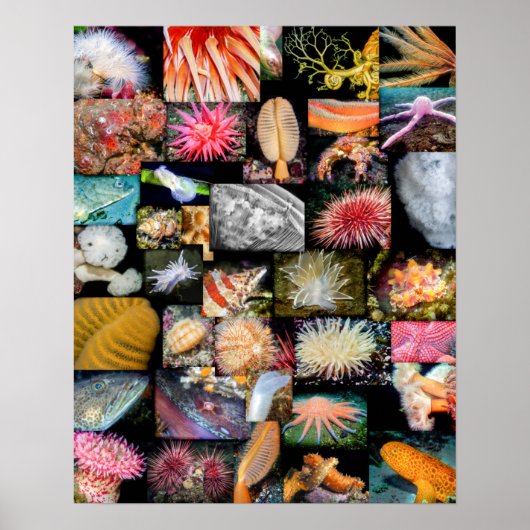 Poster Collage de la vie marine de Colombie-Britannique (Devant)
