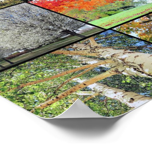Poster collage des arbres 36 x 24 (Coin)
