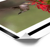 Poster Collage des colibris (Coin)