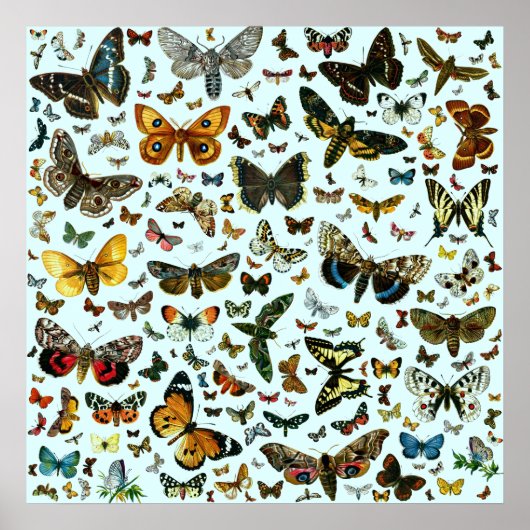 Poster Collage des papillons de nuit et des papillons de  (Devant)