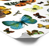 Poster Collage des papillons de nuit et des papillons de (Coin)