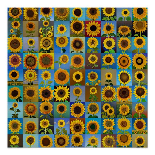 Poster Collage des tournesols (Devant)