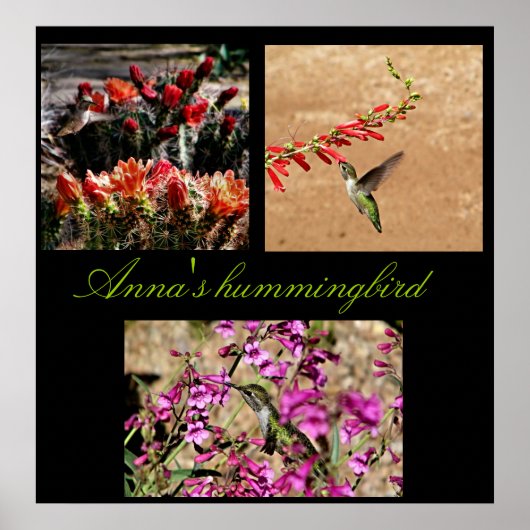 Poster Collage d'impression de colibri d'Anna... (Devant)