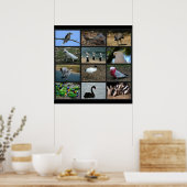 Poster Collage d'Oiseaux australiens (Cuisine)