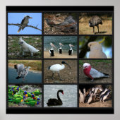 Poster Collage d'Oiseaux australiens (Devant)