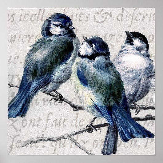 Poster Collage d'oiseaux bleus vintages - Bleus Customisé (Devant)