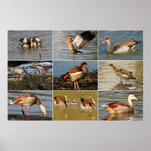 Poster Collage égyptien d'oie