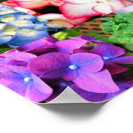 Poster Collage Hydrangea (Coin)