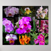 Poster Collage orchidée (Devant)