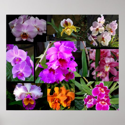 Poster Collage orchidée (Devant)