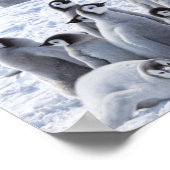 Poster Collage photo de l'empereur Penguin de l'Antarctiq (Coin)