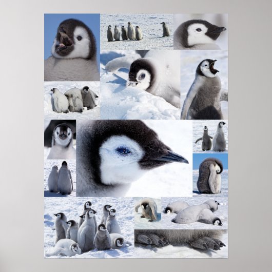 Poster Collage photo de l'empereur Penguin de l'Antarctiq (Devant)