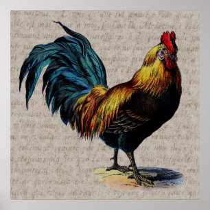 Poster Collage vintage de coq et de texte antique - Perso