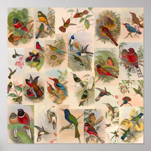 Poster Collage vintage d'oiseaux Colibris Art Red (Devant)