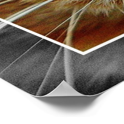 Poster Collage Visage Chat Cute (Coin)