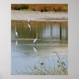 Poster Collecte
