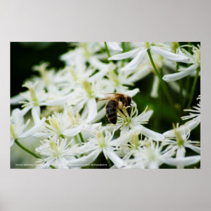 Poster Collecte d'automne