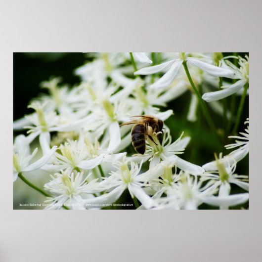 Poster Collecte d'automne (Devant)