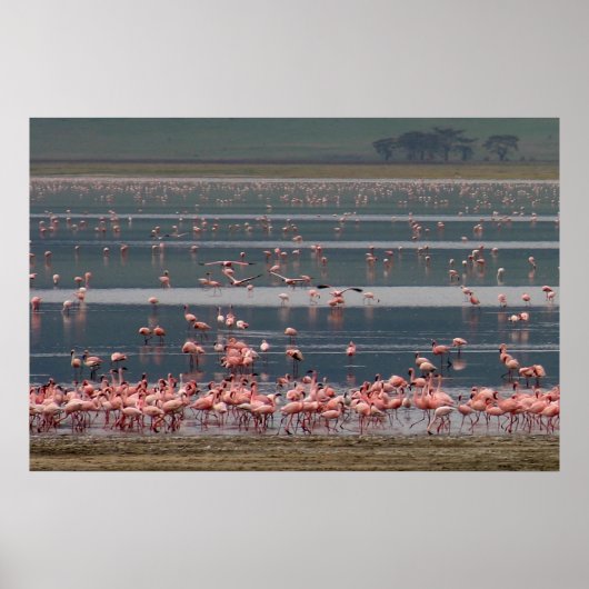 Poster Collecte de Flamants roses - Imprimer (Devant)