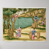 Poster Collecte des mûres (Devant)