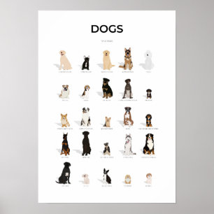 Poster Collection chiens