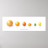 Poster Collection Citrus (Devant)