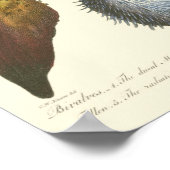 Poster Collection Conchology (Coin)